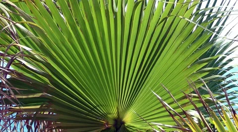 Palm leaves close up green movement swaying Stock Footage 48604351