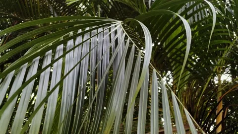 Palm leaves close-up in the rainforest Stock Footage 218596295