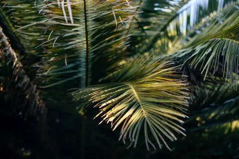 Palm leaves close up, selective focus Foto stock