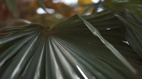 Palm leaves close-up. Tropical background Video stock 75862010