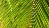 Palm Leaves Closeup Background 4K Stock Footage