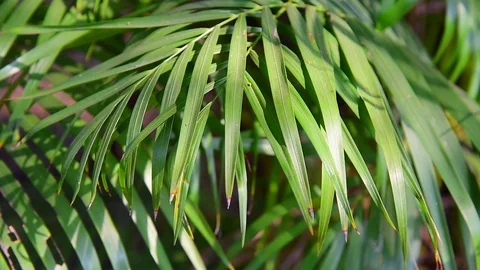 Palm Leaves Closeup 動画素材 123063518
