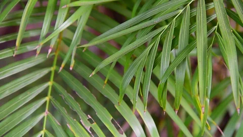 Palm Leaves Closeup 動画素材 123064325