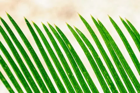 Palm leaves closeup pattern Stock Photos
