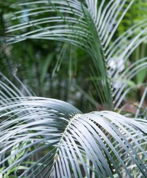 Palm leaves closeup Stock-Fotos