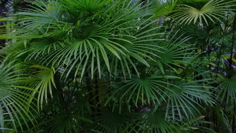 Palm leaves dark green background. Stock Footage 240884336