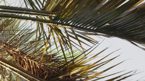 Palm leaves develop in the wind. Video stock 114360363