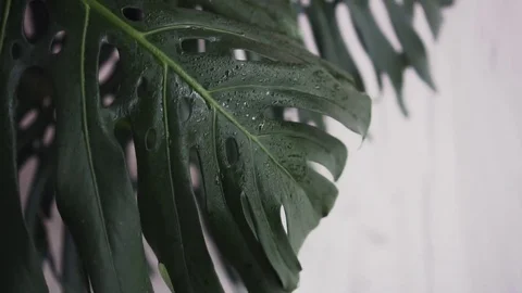 Palm leaves with dew Stock Footage 85051207