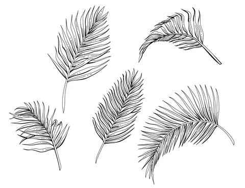 Palm leaves element Stock Illustration