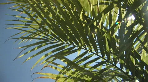 Palm leaves Stock Footage 84453