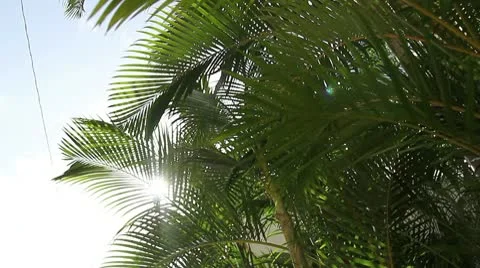 Palm leaves Stock Footage 8995815