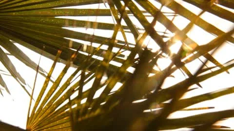 Palm leaves Stock Footage 10564160