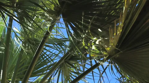 Palm leaves Stock Footage 32630164