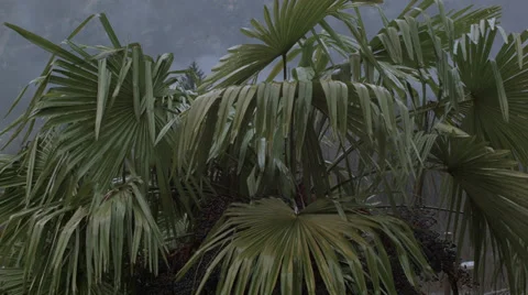 Palm leaves Stock Footage 34764369