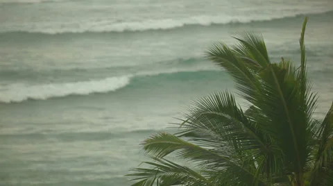 Palm leaves Stock Footage 34916786