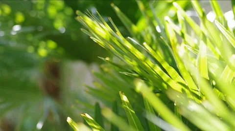 Palm leaves. Stock Footage 47927586