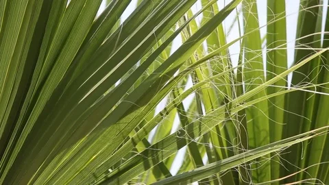 Palm leaves Stock Footage 77917236