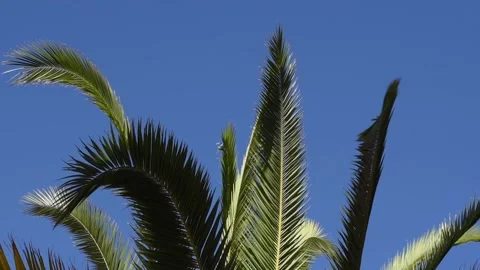 Palm Leaves Video stock 91224468