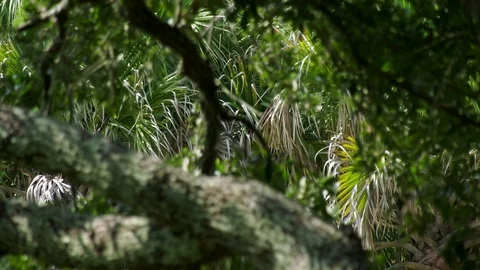 Palm Leaves Video stock 101203935