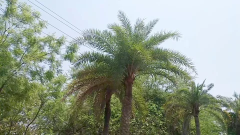 Palm leaves Stock Footage 108895771