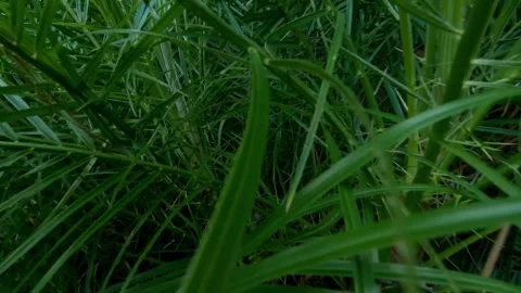 Palm Leaves Stock Footage 137675909