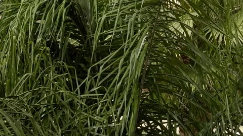 Palm leaves Stock Footage 140755873