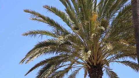 Palm leaves Stock Footage 150679945
