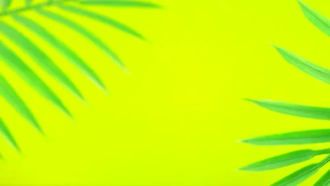 Palm leaves Stock Footage 154297759