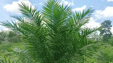 Palm leaves Video stock 209132809