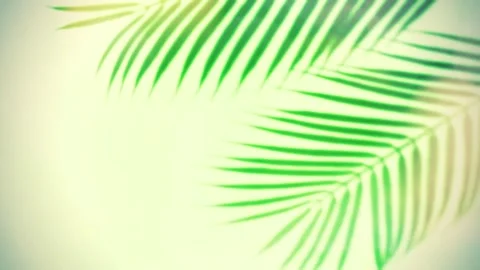 Palm leaves Stock Footage 264295178