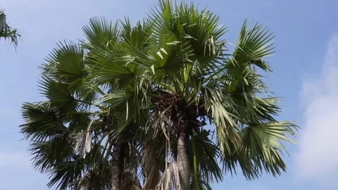 Palm Leaves Video stock 335219784