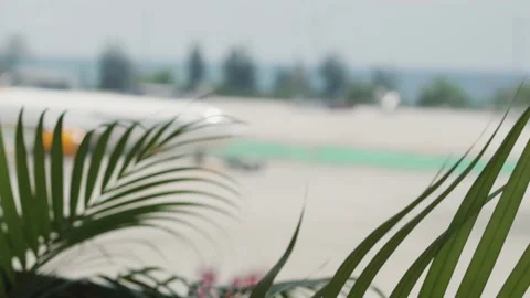 Palm leaves in the foreground. in the background the plane moves along the Видео 130717482