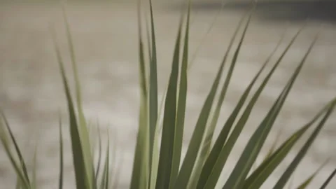 Palm Leaves Foreground Blowing In Wind 库存影片 205400314