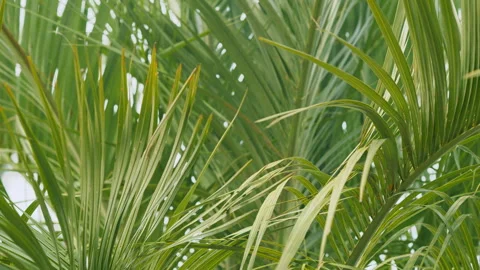 Palm Leaves In Forest Sun Light Background. Green Texture Of Palm Tree Leaf Stock Footage 257599933