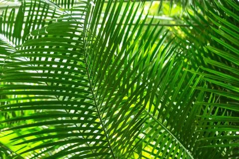 Palm leaves form a checked pattern Stock Photos