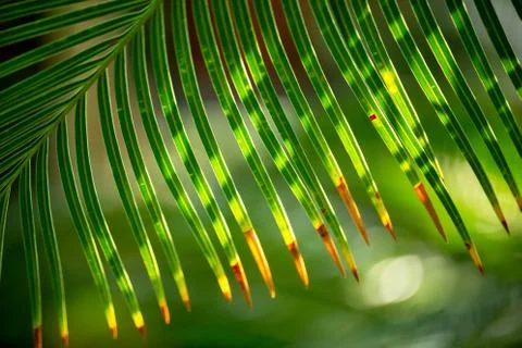 Palm leaves form a striped pattern Stock Photos