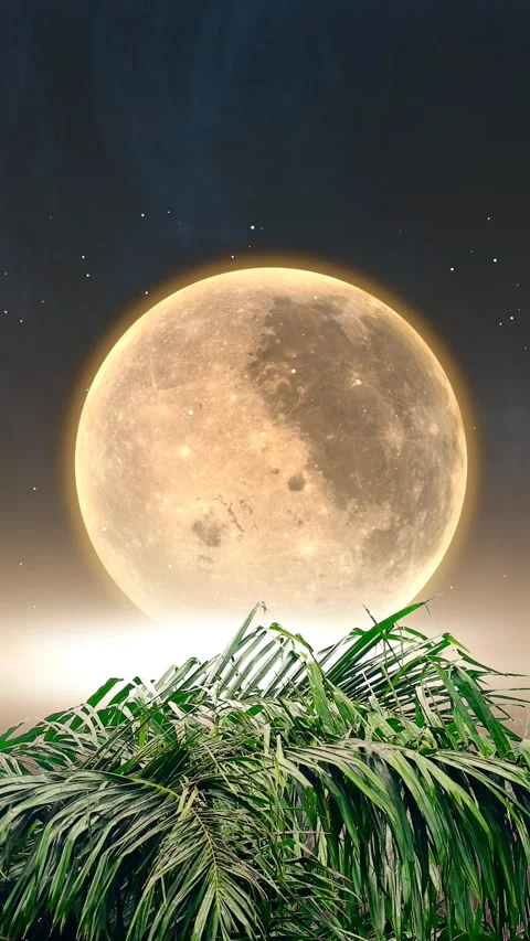 Palm leaves with full moon background Video stock 296950356