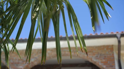 Palm leaves gently moving in summer breeze, blue sky, luxury estate Stock Footage 128131053
