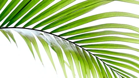 Palm Leaves Gently Swaying Stock Footage 74287426