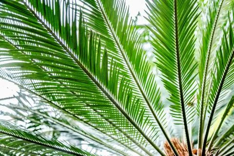 Palm leaves green background pattern Stock Photos