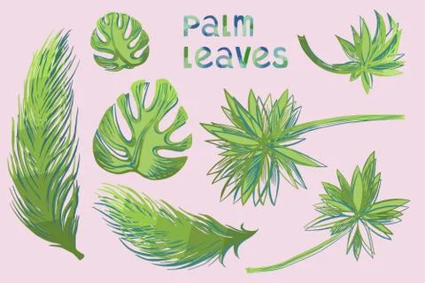 Palm leaves Stock Illustration