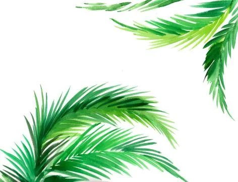 Palm leaves Stock Illustration