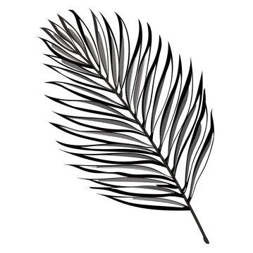 Palm leaves 스톡 일러스트