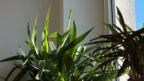 Palm leaves inside the house Stock Footage 260711414
