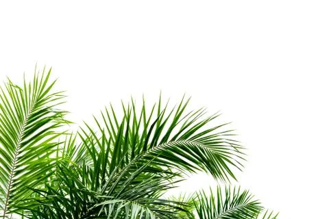Palm leaves isolated on white Stockfoto's
