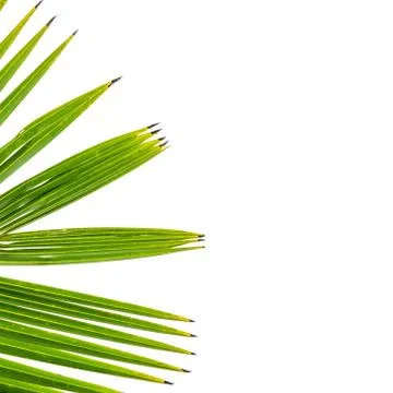Palm leaves isolated on white Stock Photos