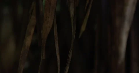 Palm leaves in jungle forest dangle from tree Stock Footage 138680911