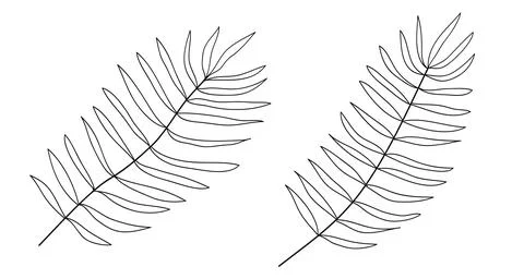 Palm leaves line hand- drawn.Vector illustration Stock Illustration