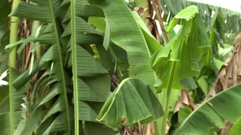 PALM LEAVES MOVE IN THE WIND Stock Footage 60116009