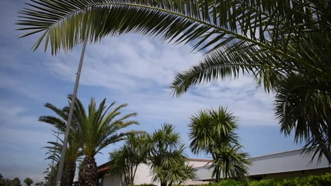 Palm leaves move in the wind Stock Footage 189592758